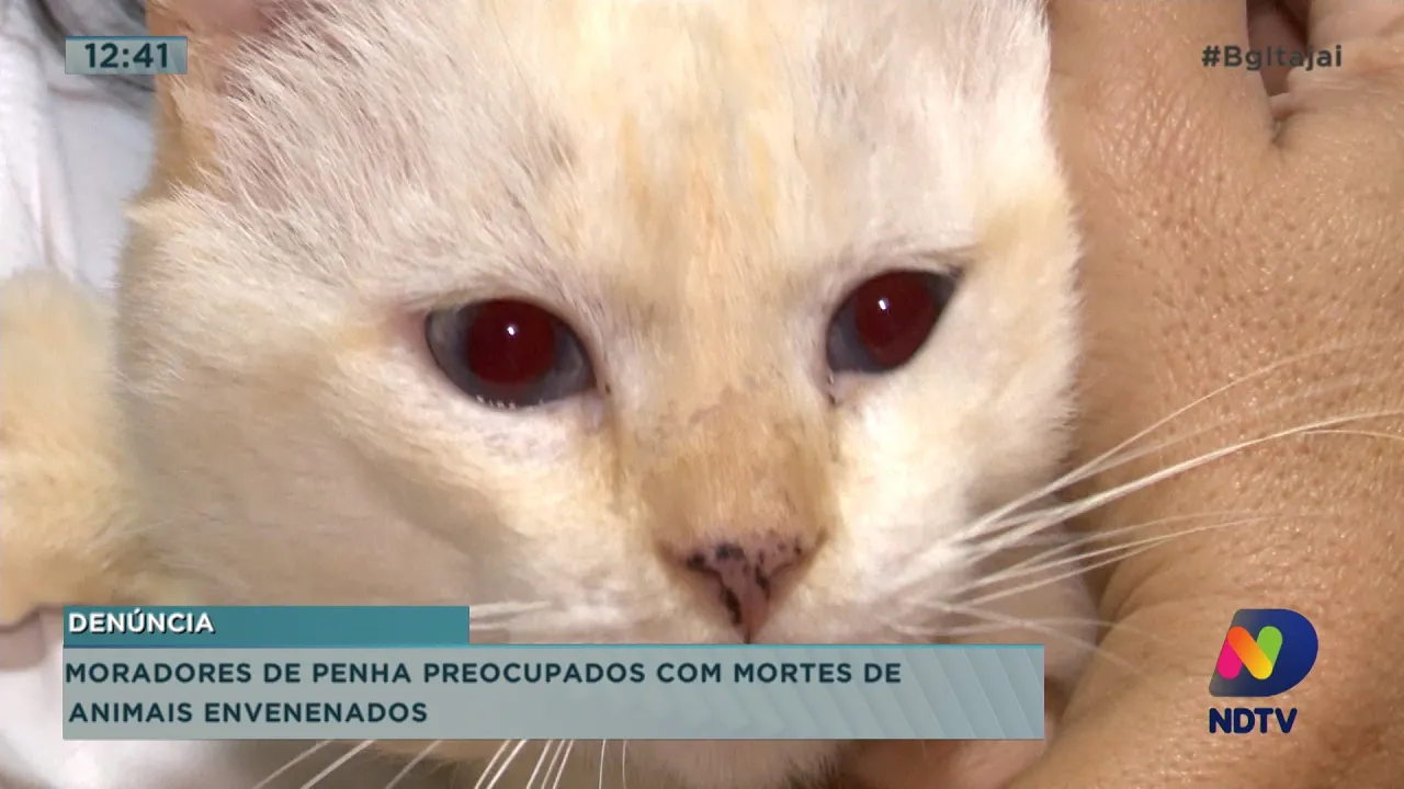 Moradores de Penha preocupados com mortes de animais envenenados