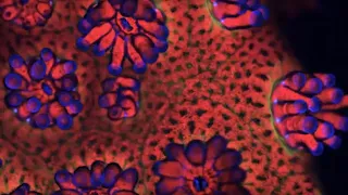 Coral Comeback?: The Science of Super Corals