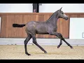 DAKOTA RB Z DEMONIC Z CHELLANO Z Foal Auction 111 - The EXCLUSIVE FILLY EDITION
