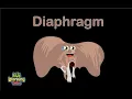 Human Body Diaphragm Song