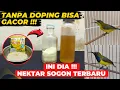 Download Lagu RACIKAN NEKTAR INI BIKIN SOGON STOP DOPING JADI GACOR LAGI❗NEKTAR TERBARU❗