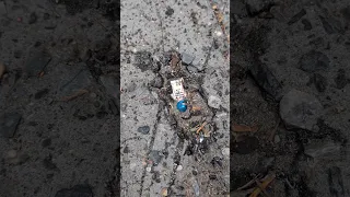 Why are LEGO minifigs hidden in NYC sidewalk?