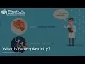 What is Neuroplasticity
