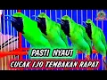 Download Lagu Pancingan Cucak Ijo Gacor Isian \u0026 Tembakan Rapat! Ijo Yang Muda \u0026 Dewasa Langsung Emosi Bisa Jamtrok