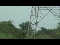 Peacock Flying