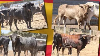 Capea clasificatoria pedraja
