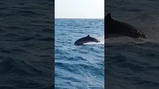 Sailing the Island of the Gods