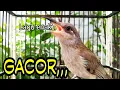Lagu Pancingan--Burung Cucak Kombo Gacor Ngeplong Suara Mantap