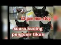 Download Lagu suara kucing pengusir tikus 2 jam nonstop/Suara kucing pengusir tikus suara kucing