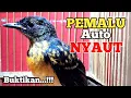 Download Lagu AMPUH BOSS...!! Pancingan murai trotol agar BUNYI NGEPLONG dan bikin murai trotol gacor 6