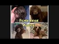 Silver Beige Poodle Coat change birth to 2 yrs