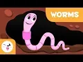 Worms - Invertebrate animals for kids