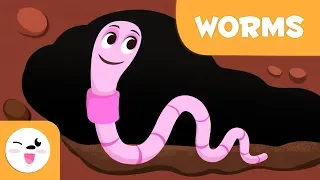 Worms - Invertebrate animals for kids