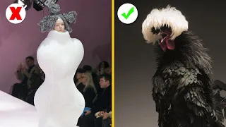 Cute Chickens Conquer The Fashion World