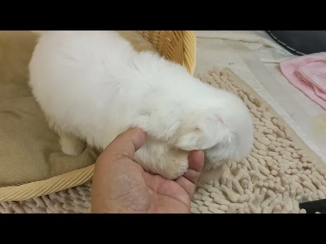 動画