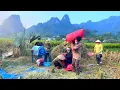 Download Lagu MAI helps her brother KONG quickly harvest rice to avoid heavy rains - Make a drying pole