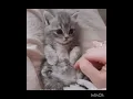 Download Lagu Cute Kittens!!♡《Nyanpasu Remix》 #kittens#cute#asthetic#viral#shorts