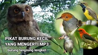 ampuh pikat burung kecil yang mengerti mp3