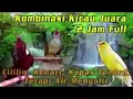 Download Lagu @semuasuara kenari kapas tembak cililin#masteranmuraifullisian #masteranmuraibatukenari #duniaburung