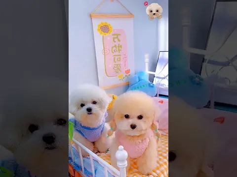 Cute dog. #shortshorts #poodle #viralvideo #viralshorts #usadogs  #funydog1010 #pets #puppy #cute