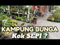 Download Lagu Pusat Tanaman Hias Terbesar di Lereng Gunung Merbabu, Mengapa Saat Pandemi Covid Lebih Ramai ?