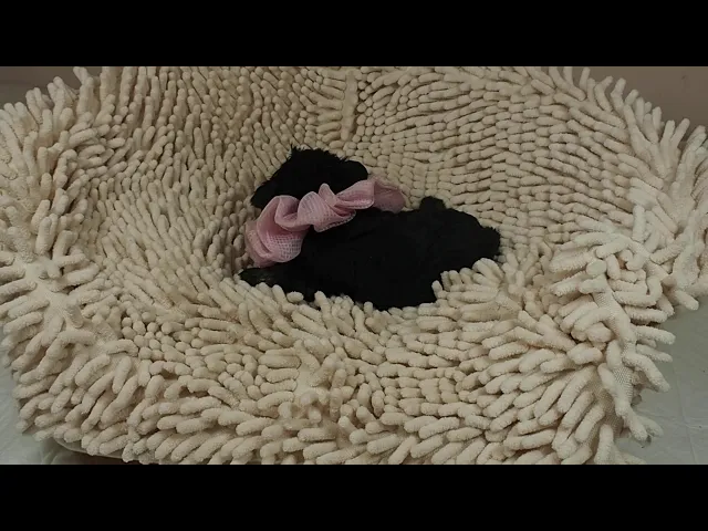 動画