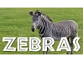 Zebras for Kids Learn all About Zebras - FreeSchool