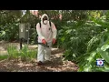 Download Lagu 'Aggressive' mosquitoes plaguing Broward residents