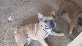 Bulldog francês brincando