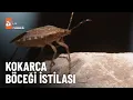 Download Lagu Kokarca böceği tonlarca fındığı çürüttü - atv Ana Haber 9 Ekim 2024