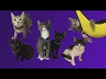 Houston animal shelter in urgent need of foster homes for kittens due to sewage emergency