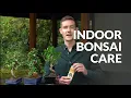 Indoor Bonsai care