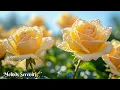Download Lagu Самая красивая мелодия в мире🌺Мелодия настолько прекрасна, что я плакала, слушая её🌿Сергей Грищук
