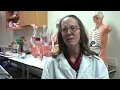 SUNY Poly Lecturers Students grateful for donations to purchase SynDaver