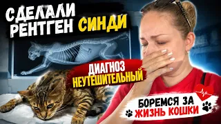 Сделали рентген 😭 ОТЁК ЛЕГКИХ 😭 у нашей кошки Синди / Прогноз неутешительный 