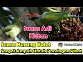 Download Lagu SUARA BURUNG BETET SANGAT AMPUH UNTUK PANCINGAN PIKAT   SUARA ASLI HUTAN