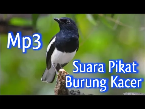 Download MP3 Pikat Burung Kacer Mp3