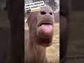 Download Lagu Arkadaşım Karşımda Boş Konuştuğunda | When My friend Speak Nonsense to me Crazy Goat😂😂😂 #shorts