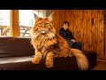 These are The Largest Domestic Cat Breeds In The World