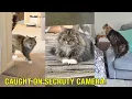 Download Lagu Neightbours Cat SEARCHES House For Me When I’m Out!