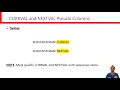 Pseudo Columns CURRVAL and NEXTVAL