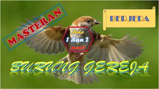 Download Masteran BURUNG GEREJA Berjeda 1 dan 2 menit MP3