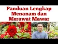 Download Lagu Panduan Lengkap menanam dan merawat bunga mawar,agar mawar rajin berbunga, cara menanam mawar di pot