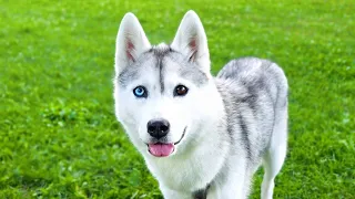 🔴 Hang Out with my Husky! (LIVE)