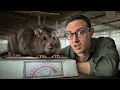 Download Lagu They’re Farming MONSTER Rats in Thailand… and Eating Them