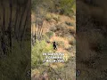 Human smugglers bail out on US 60 near Phoenix