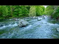 Emerald Forest River Flow - Pure Water Sounds for Deep Sleep Relaxation 10 Hours No Birds