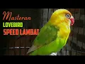 Download Lagu Masteran Lovebird durasi panjang Speed Lambat