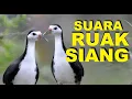 Lagu Suara pikat ruak ruak paling ampuh cocok untuk mikat jerat gantung di dekat sungai dan rawa