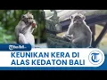 Download Lagu Pengunjung Dilarang Menatap Tajam Mata Kera, Bikin Tersinggung? Obyek Wisata Alas Kedaton Bali